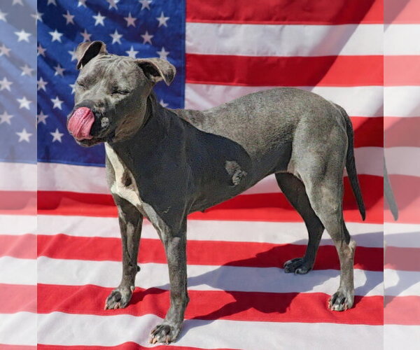 Medium Photo #5 Mutt Puppy For Sale in Talladega, AL, USA