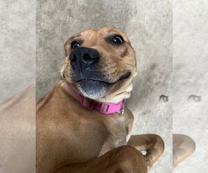 Belle - Female Mutt Dog for Adoption - Photo #2