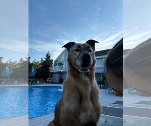 DRAKO - Male Mutt Dog for Adoption - Photo #21