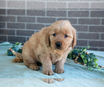 Small #2 Golden Retriever