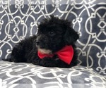 Small Photo #9 Morkie-Poodle (Miniature) Mix Puppy For Sale in LAKELAND, FL, USA
