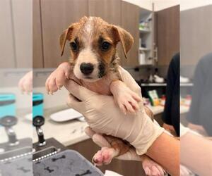 Mutt Dogs for adoption in Baytown, TX, USA