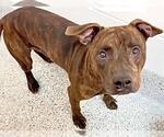 Small #2 Mutt