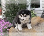 Puppy Bluey Pomsky