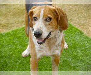 Treeing Walker Coonhound-Unknown Mix Dogs for adoption in Tallahassee, FL, USA