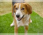 Small Treeing Walker Coonhound Mix