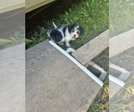 Small #8 Schweenie