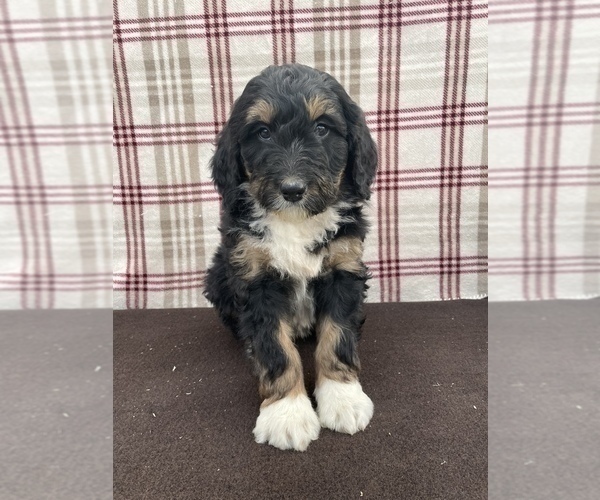 Medium Photo #1 Bernedoodle Puppy For Sale in DUNDEE, OH, USA