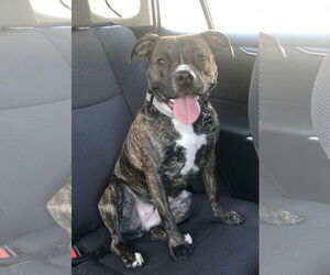 Izzy - Female Boxer-Unknown Mix Dog for Adoption - Photo #6