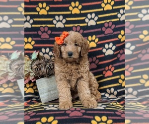 Goldendoodle (Miniature) Puppy for sale in OXFORD, PA, USA