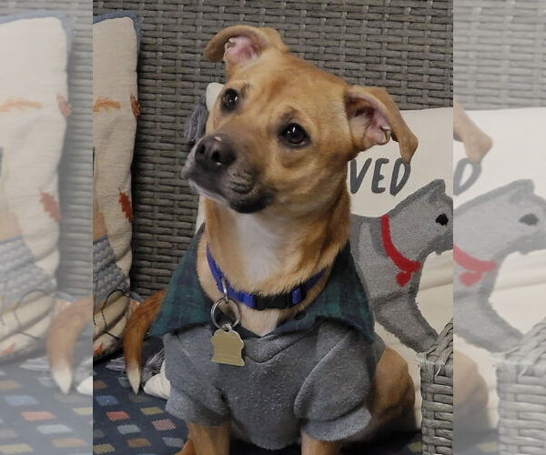 Medium Photo #3 Chiweenie Puppy For Sale in Ellijay, GA, USA