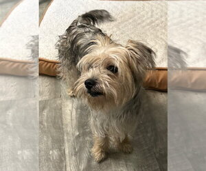 Mutt Dogs for adoption in Ellijay, GA, USA