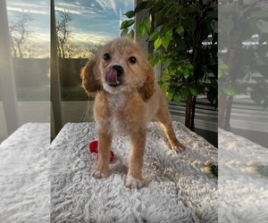Cavapoo Puppy for sale in GREENWOOD, IN, USA