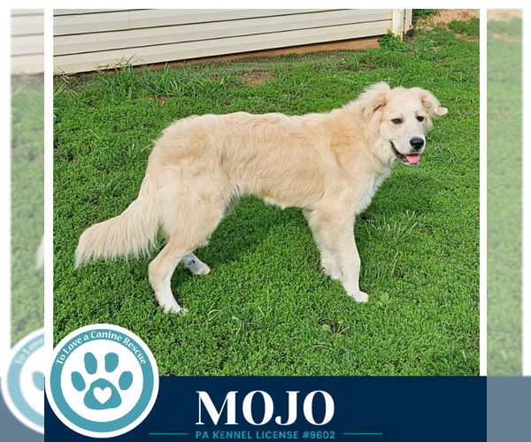 Medium Photo #2 Golden Pyrenees Puppy For Sale in Kimberton, PA, USA