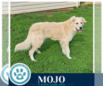 Small #1 Golden Pyrenees