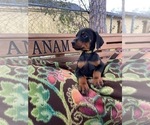 Small Photo #20 Doberman Pinscher Puppy For Sale in LUTZ, FL, USA