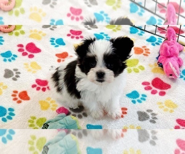 Medium Photo #3 Papitese Puppy For Sale in ORO VALLEY, AZ, USA