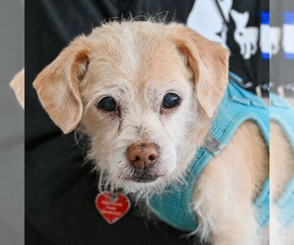 Medium Photo #2 Dachshund-Unknown Mix Puppy For Sale in Mundelein, IL, USA