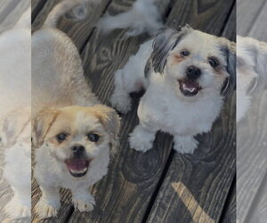 Shih Tzu-Unknown Mix Dogs for adoption in Dana Point, CA, USA