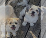 Bailey - Female Shih Tzu-Unknown Mix Dog for Adoption - Small photo