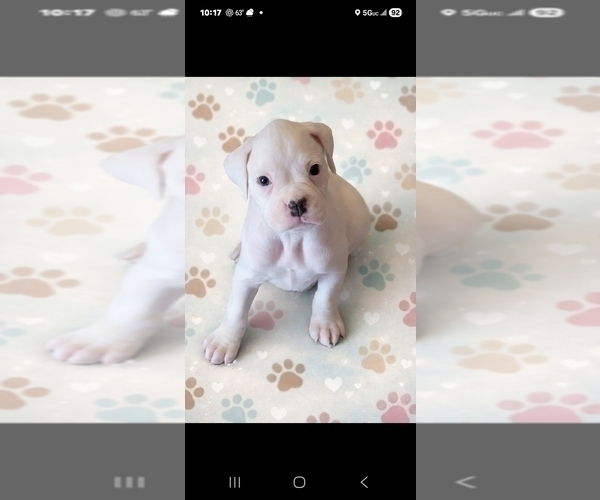 Medium Photo #7 Boxer Puppy For Sale in SAPULPA, OK, USA