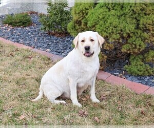 Mother of the Labrador Retriever puppies born on 09/22/2025