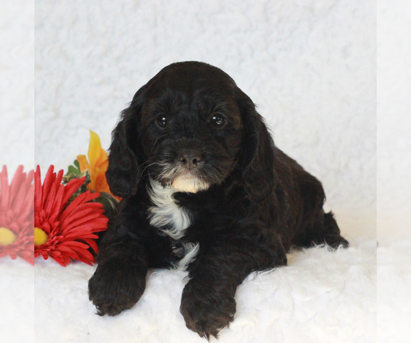 Medium Photo #4 Cavapoo Puppy For Sale in NARVON, PA, USA