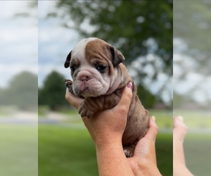 English Bulldog Puppy for Sale in GAS CITY, Indiana USA