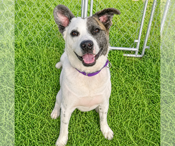 Medium Photo #15 American Staffordshire Terrier-Border Collie Mix Puppy For Sale in Huntley, IL, USA