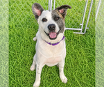 Small #14 American Staffordshire Terrier-Border Collie Mix