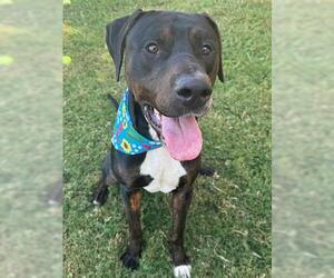 Rottweiler-American Pit Bull Terrier Dogs for adoption in Tulsa, OK, USA