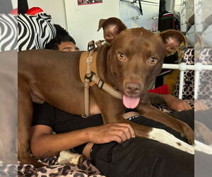 Mutt Dogs for adoption in Oceanside, CA, USA