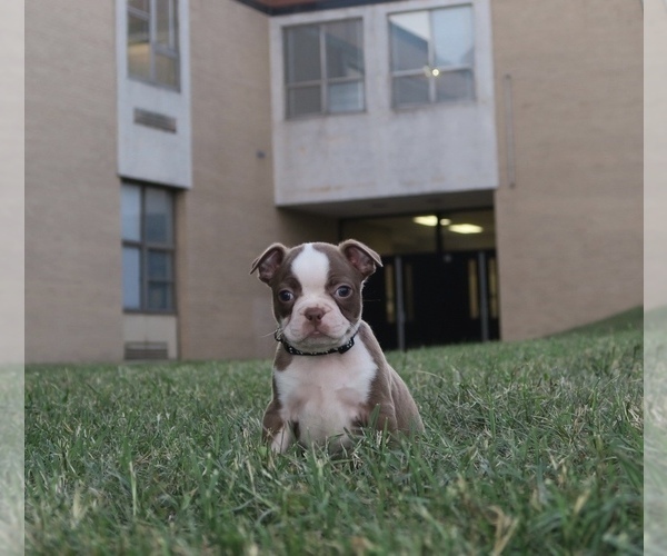 Medium Photo #8 Boston Terrier Puppy For Sale in CATONSVILLE, MD, USA
