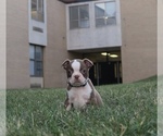 Small #7 Boston Terrier