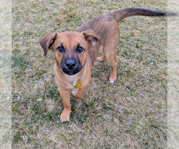 Medium Photo #6 Black Mouth Cur-Unknown Mix Puppy For Sale in Sandy, UT, USA