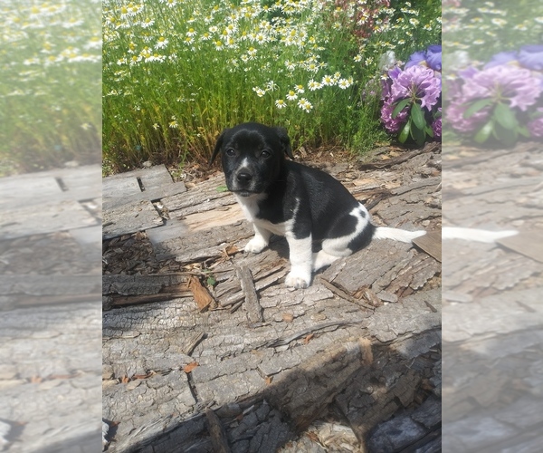 Medium Photo #1 Border Collie-Unknown Mix Puppy For Sale in SHIPSHEWANA, IN, USA