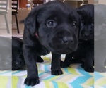 Small Photo #94 Labrador Retriever Puppy For Sale in OLYMPIA, WA, USA