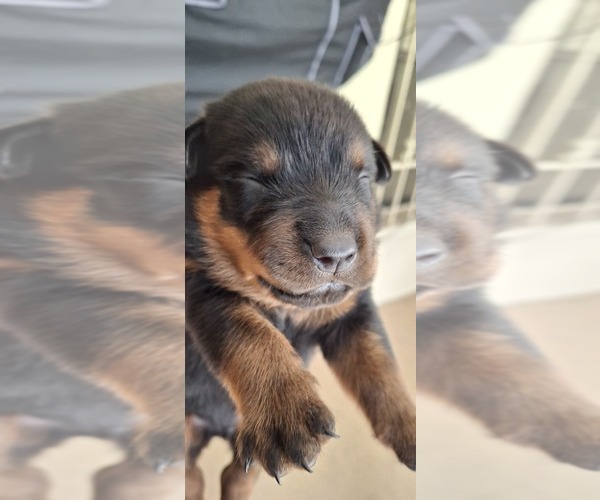 Medium Photo #4 Rottweiler Puppy For Sale in LAKELAND, FL, USA