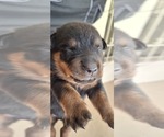 Small #3 Rottweiler