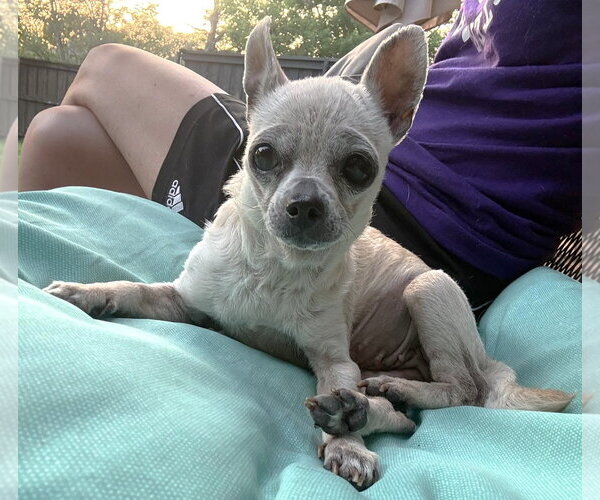 Medium Photo #5 Chihuahua Puppy For Sale in Boonton, NJ, USA