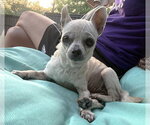 Small #11 Chihuahua