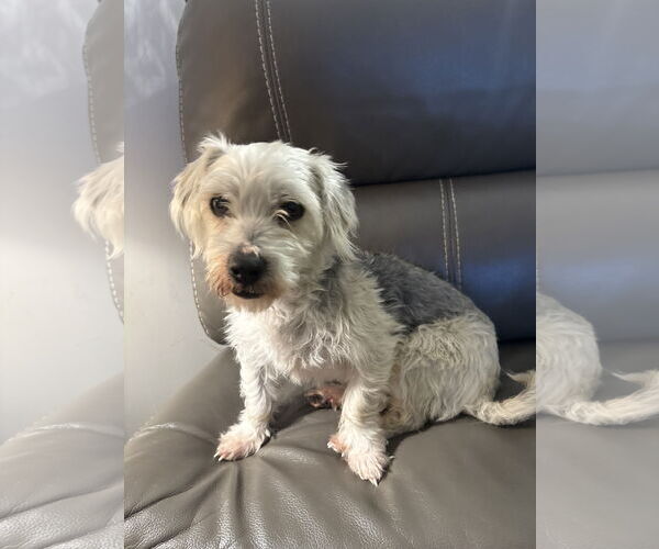 Medium Photo #2 Poodle (Miniature)-Unknown Mix Puppy For Sale in Holly Springs, NC, USA