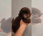 Small #1 Shih Tzu