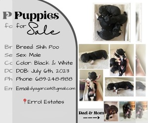 ShihPoo Puppy for sale in APOPKA, FL, USA