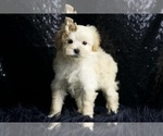Small Photo #69 Maltipoo Puppy For Sale in WARSAW, IN, USA