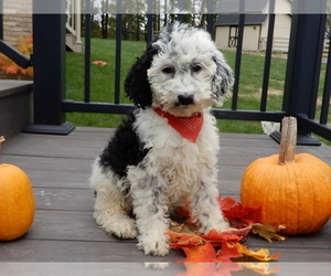 Sheepadoodle Puppy for Sale in MILLERSBURG, Ohio USA