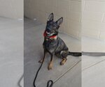 Small Photo #3 German Shepherd Dog-Unknown Mix Puppy For Sale in McKinney, TX, USA