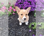 Puppy Chewy Pembroke Welsh Corgi