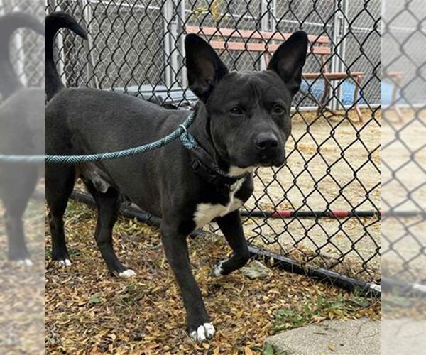 Medium Photo #1 American Pit Bull Terrier Puppy For Sale in Aurora, IL, USA