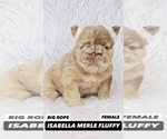 Small #4 French Bulldog